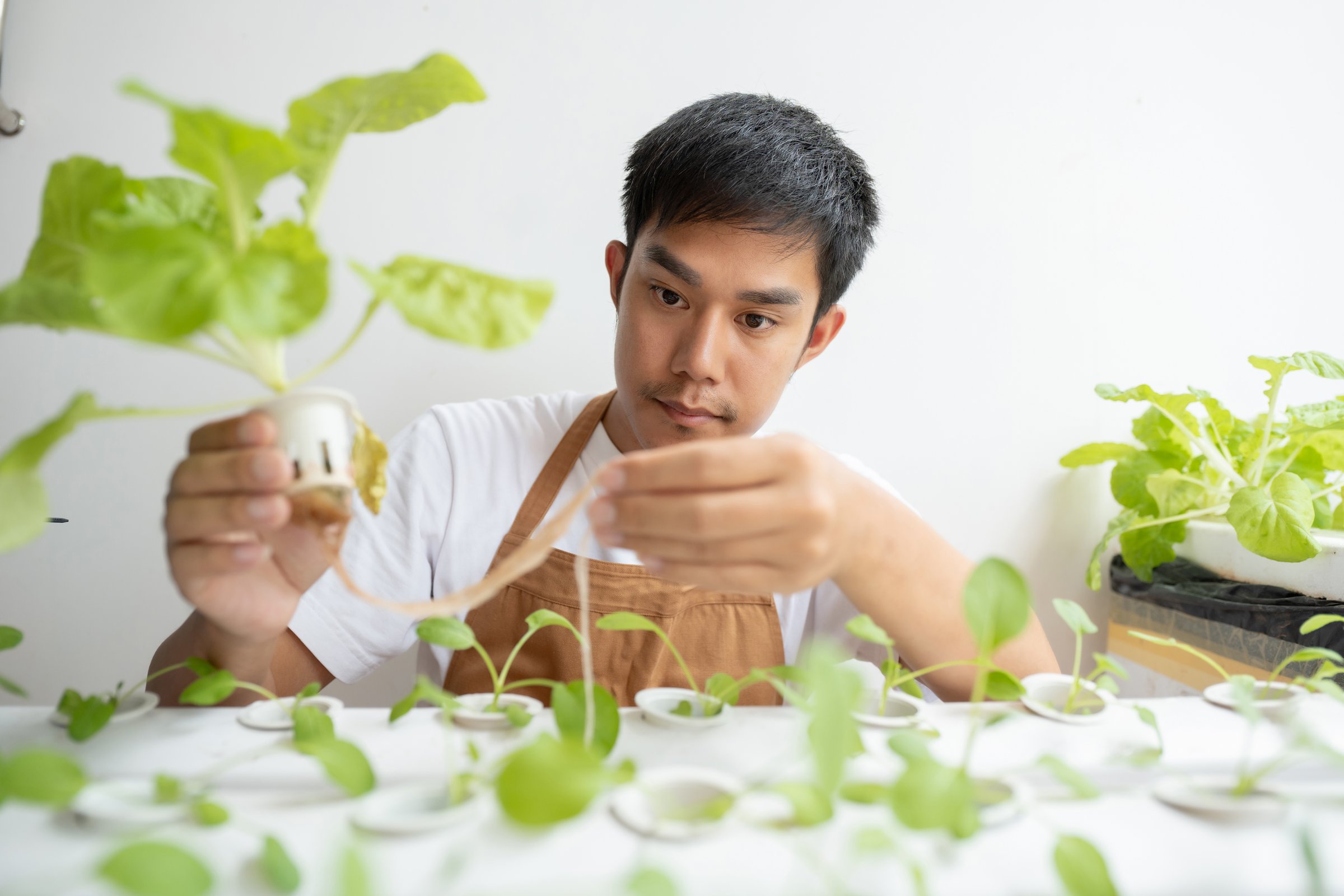 Farmer with tablet computer checking quality and freshness of organic vegetables hydroponic.