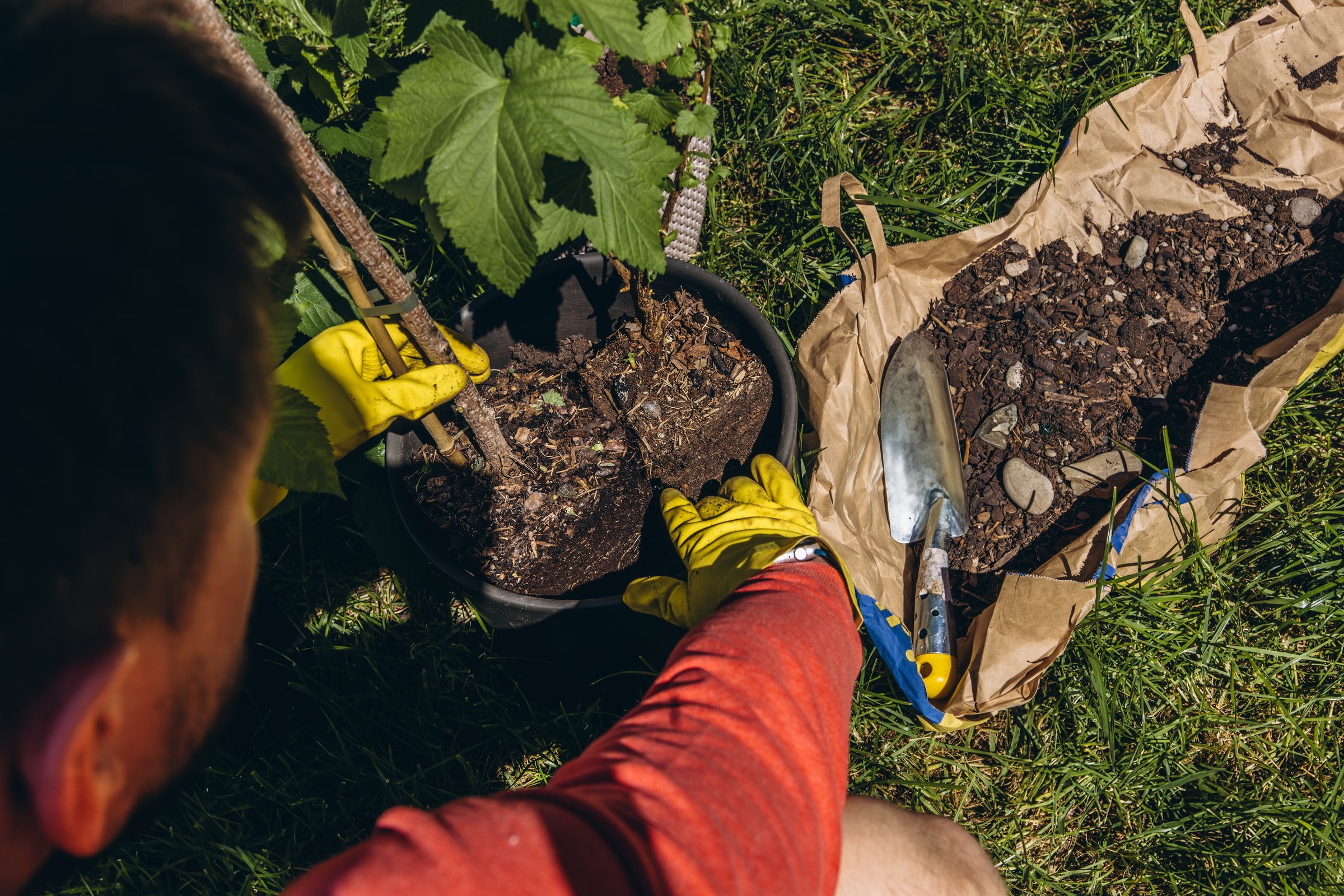 Man wearing yellow rubber gloves plants green currant bush into pot with metal garden trowel on a sunny summer day outdoor gardening concept. High quality photo