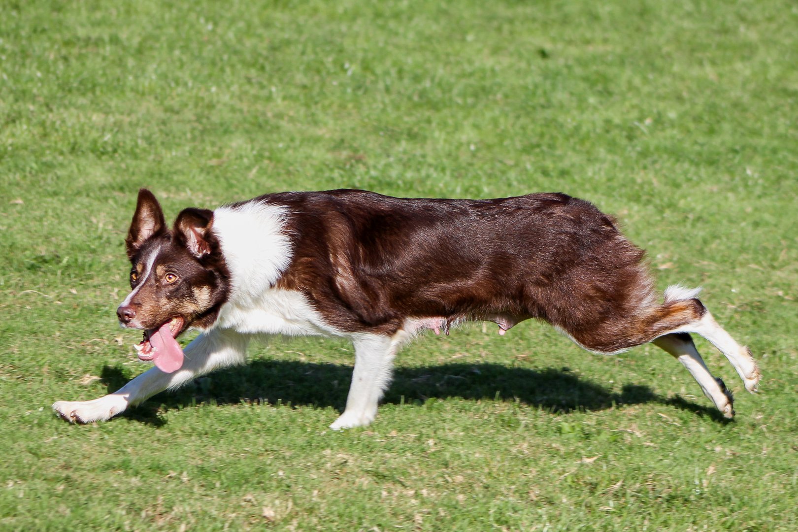 Parkhills Sue - Red Tri Smooth-Coated Border Collie