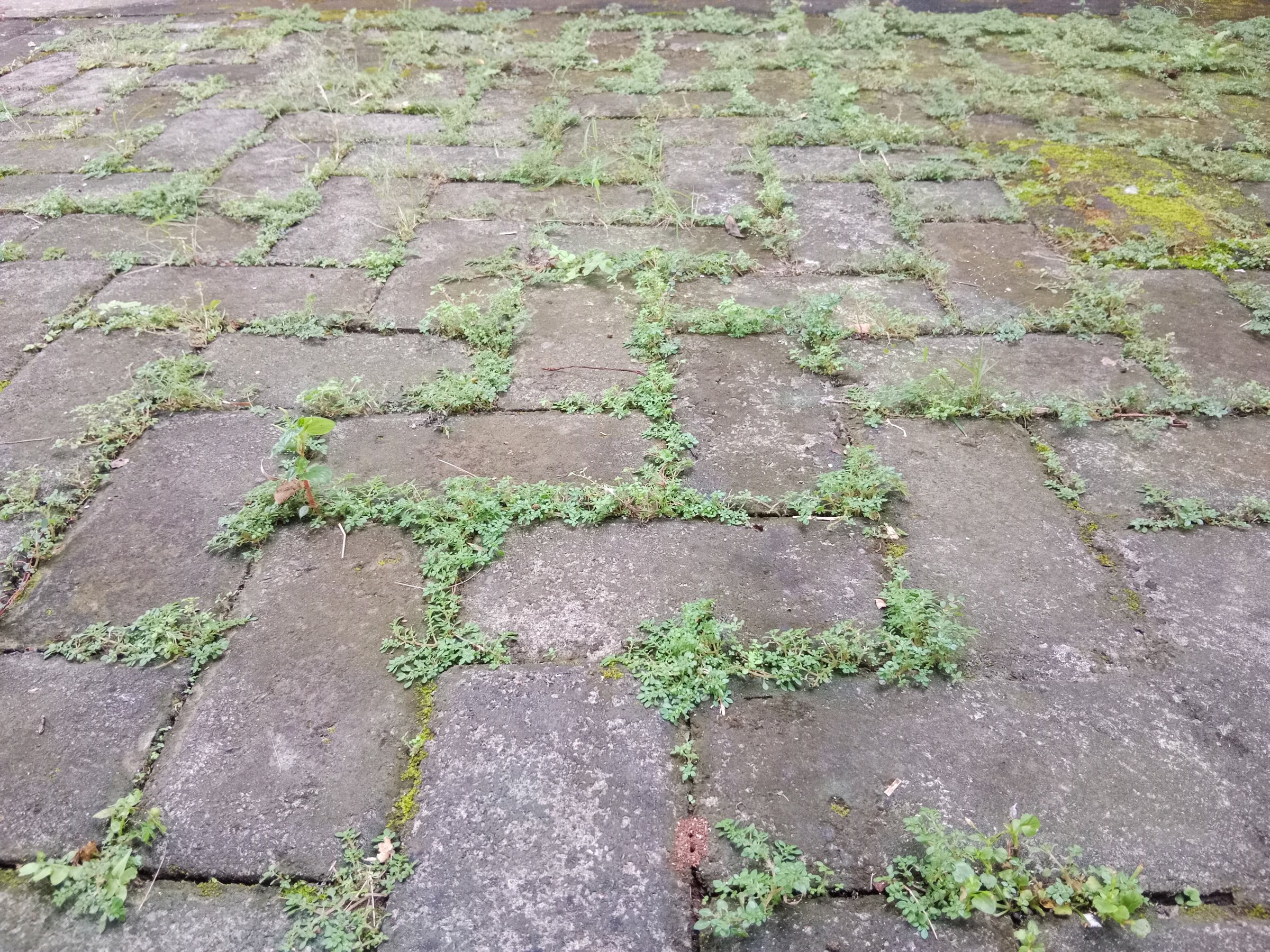 Weeds and moss growing between the gaps of old, grey paving stones in an outdoor walkway
