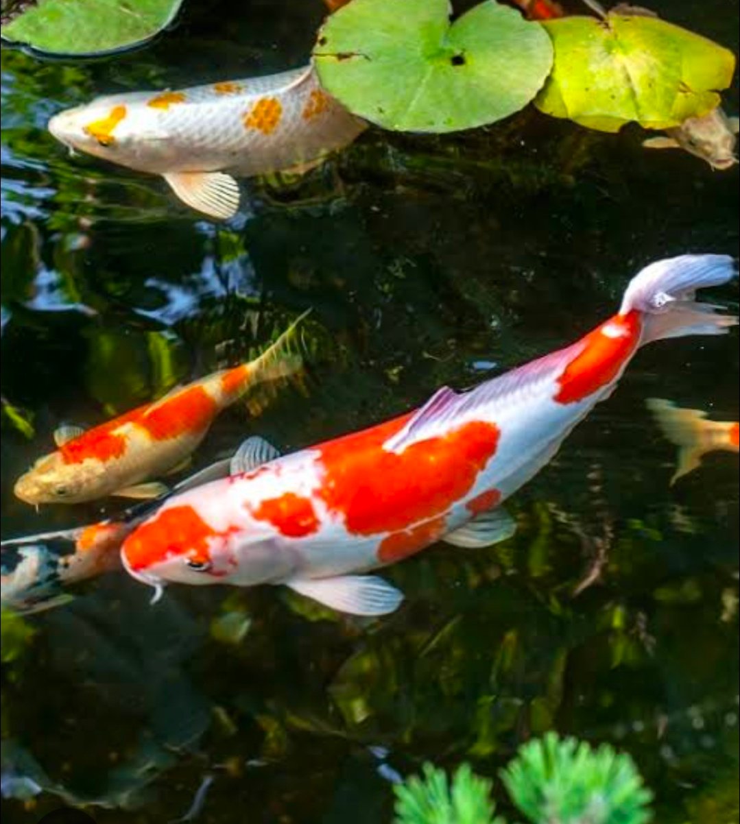 Koi Pond