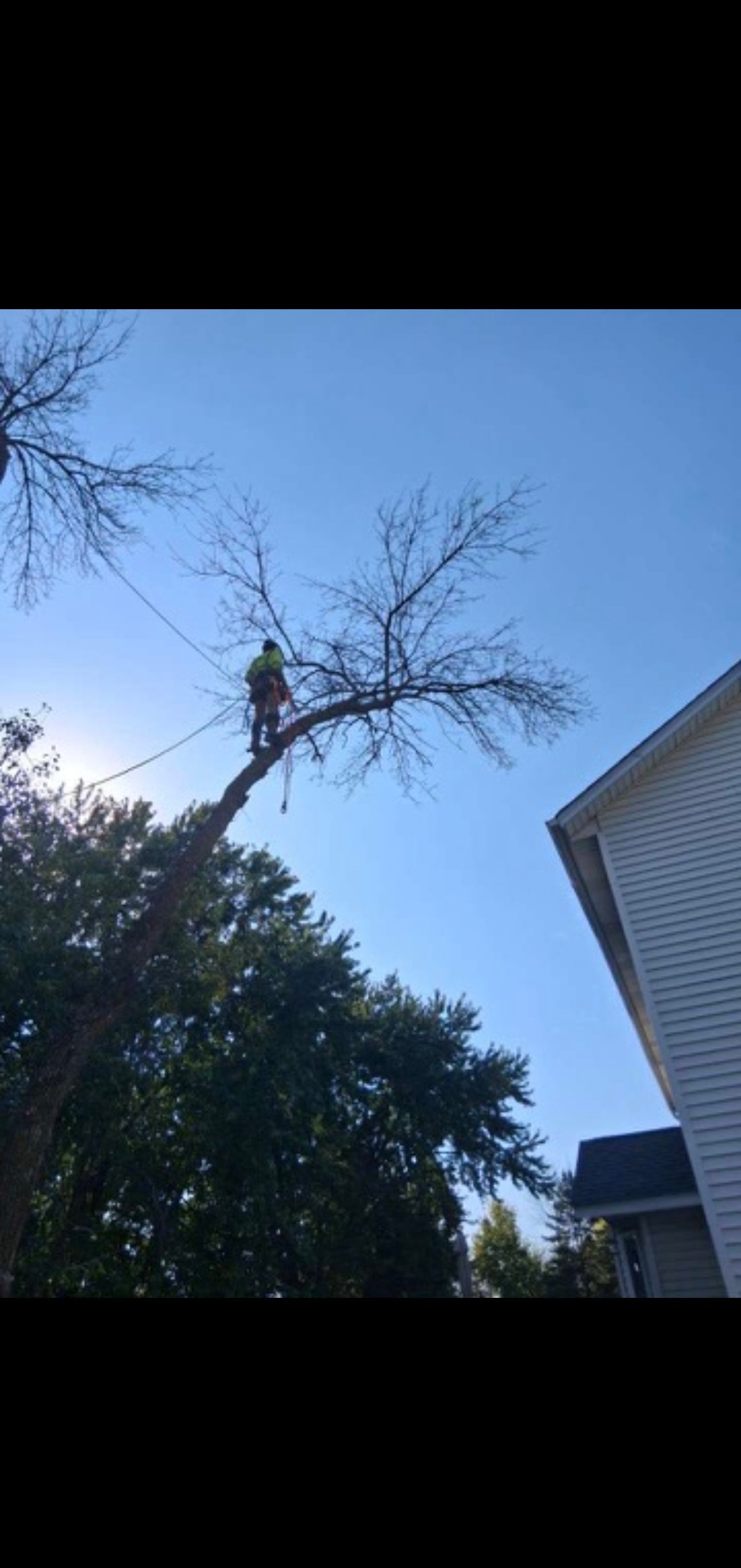 Expert tree care service