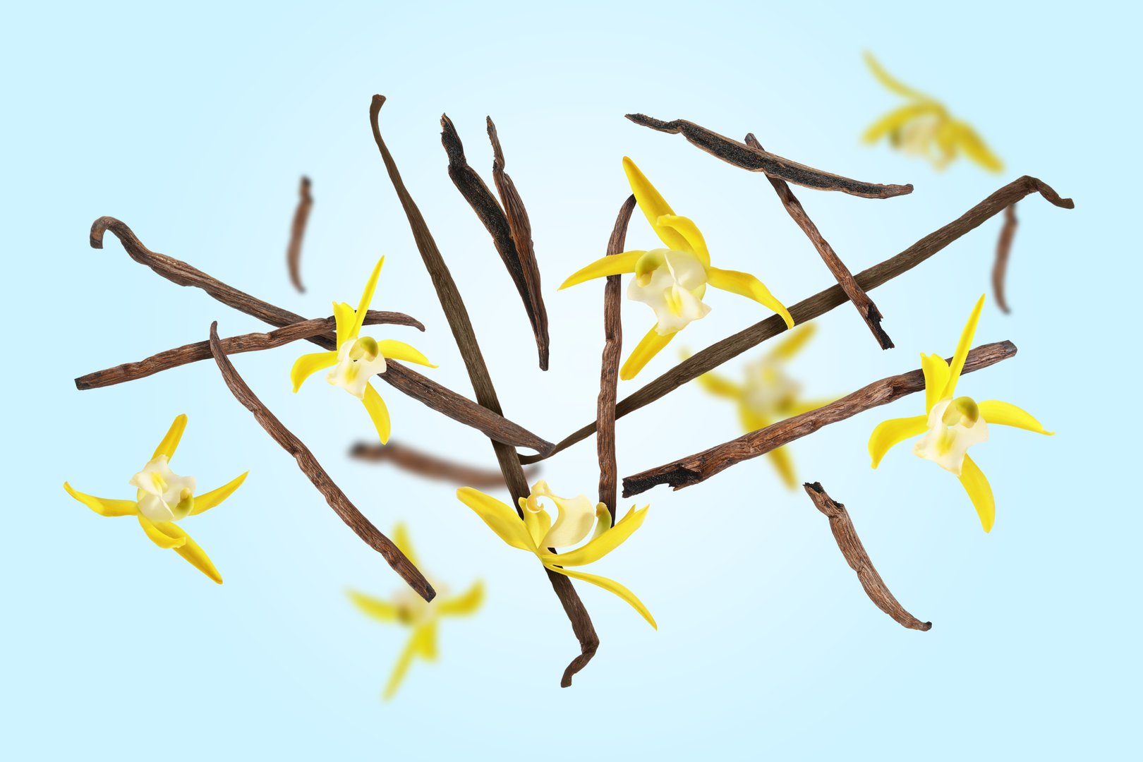 Vanilla pods and yellow flowers falling on light blue background