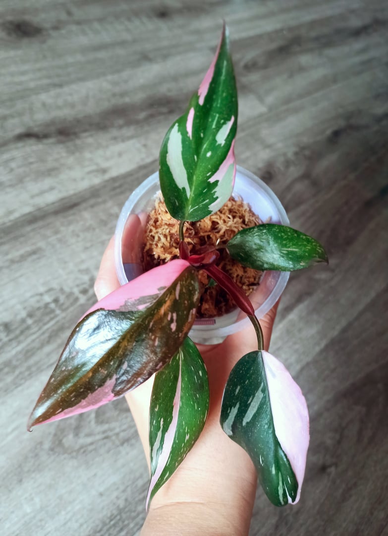 This rooted cutting of Philodendron Pink Princess in sphagnum moss showcases its vibrant pink and green leaves. A perfect choice for propagation enthusiasts, it promises an exciting journey of growth and cultivation.