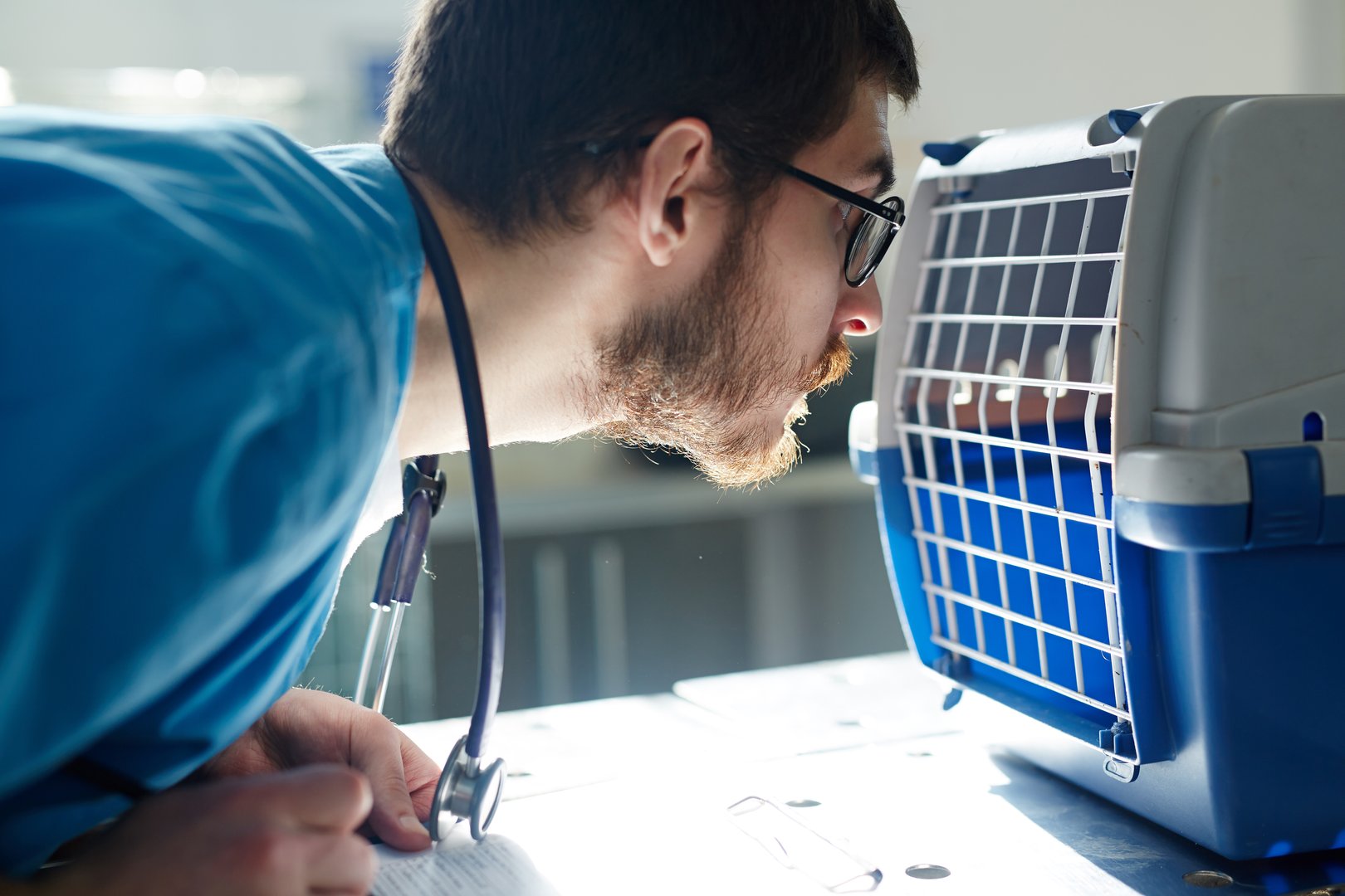 Veterinarian looking at pet in carrier and making prescriptions