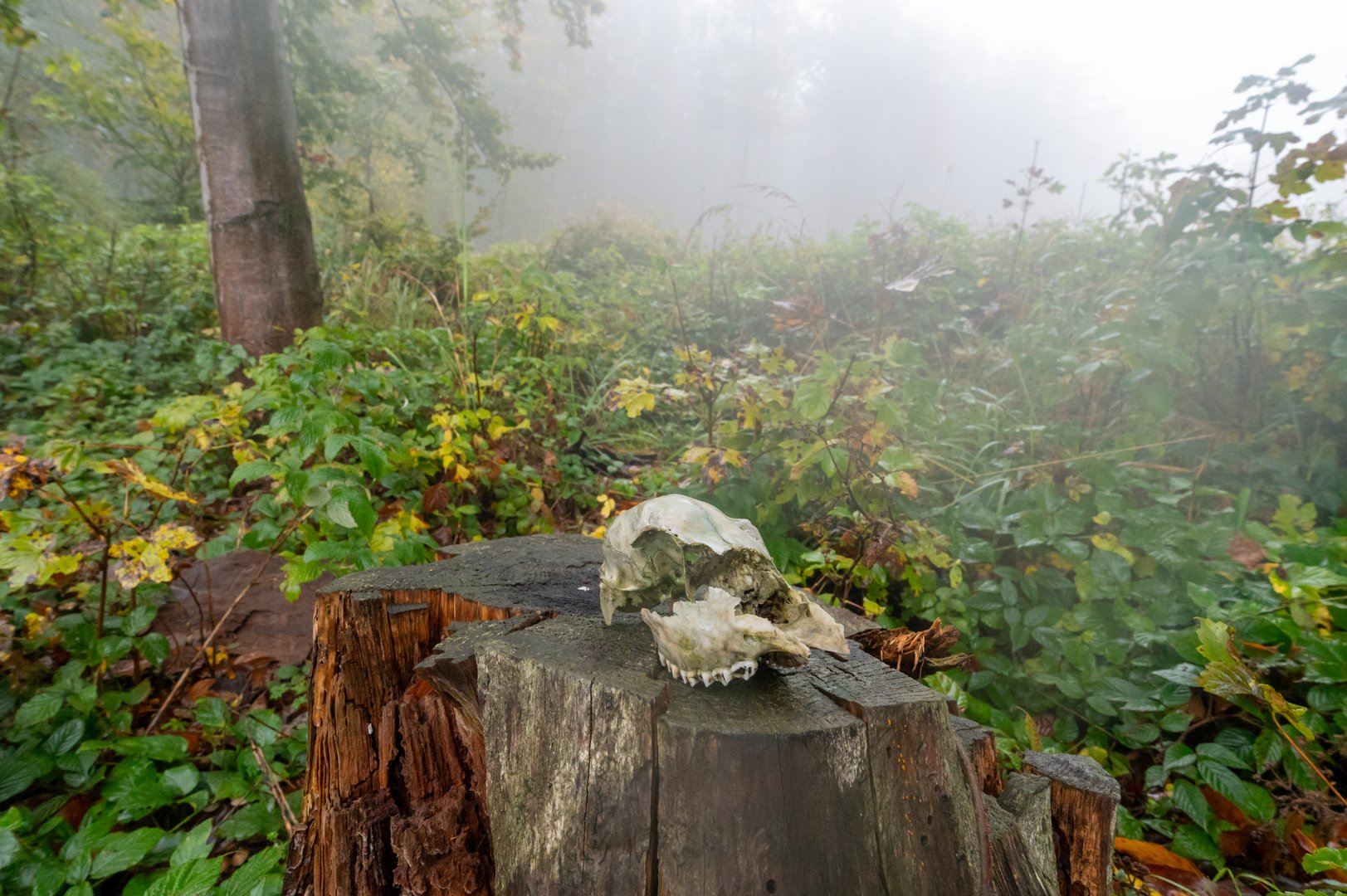 Autumn foggy mountain beech forest with wet tree trunks and a badger skull on a stump in the White Carpathian Mountains, Czech Republic