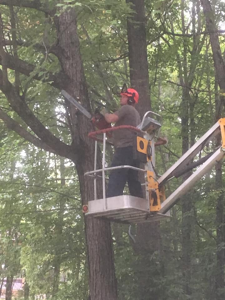 Professional tree service work