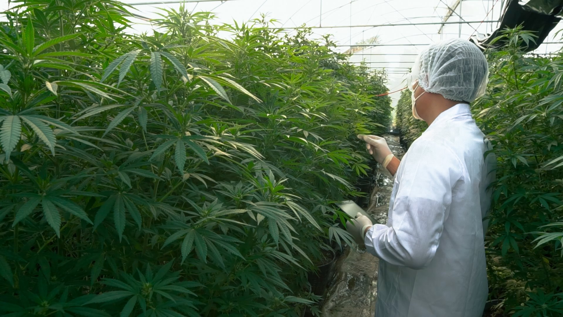 Professional doctor use tablet checking plants in a hemp field.