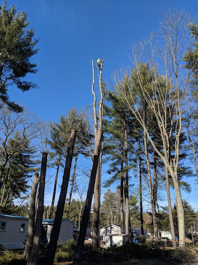 Tree service equipment and safety
