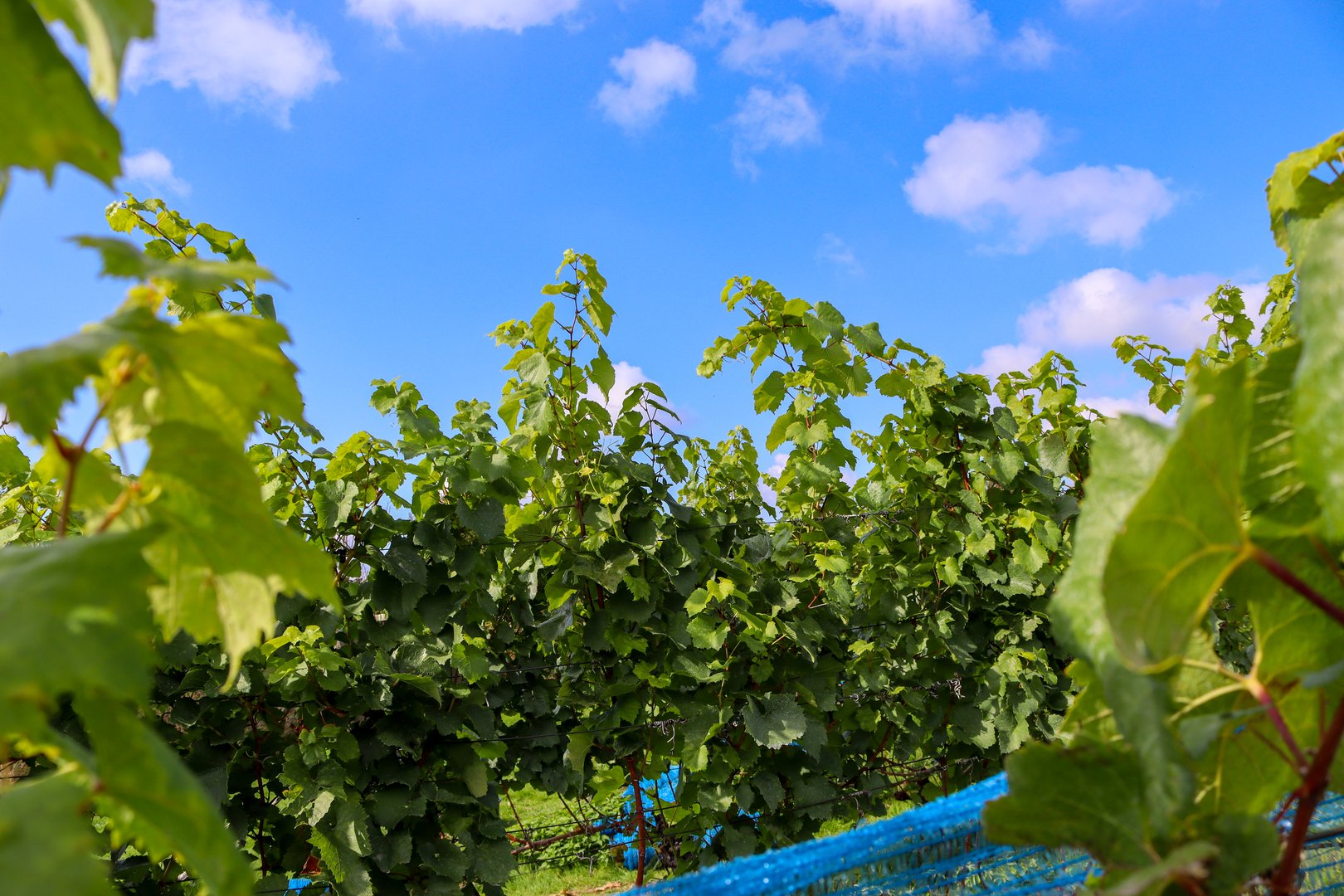 Belle Source Wijngaard