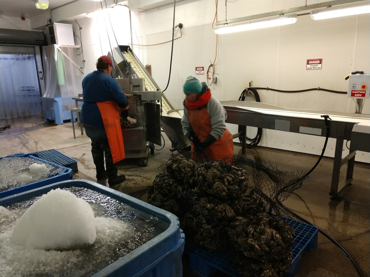 Little Skookum Shellfish harvest