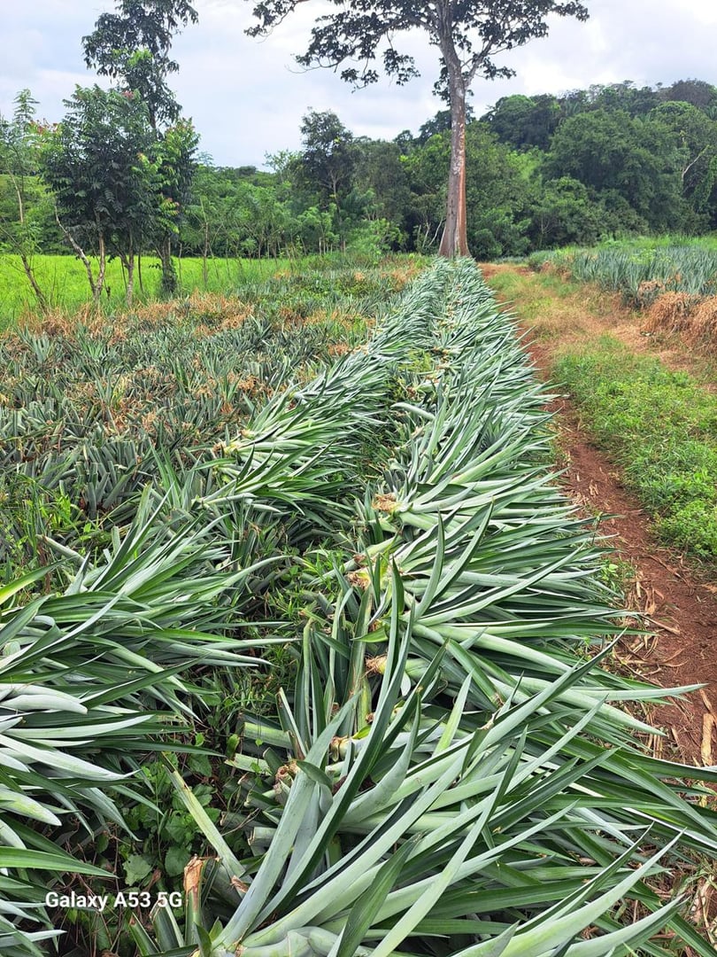 Cultivo especializado de piña
