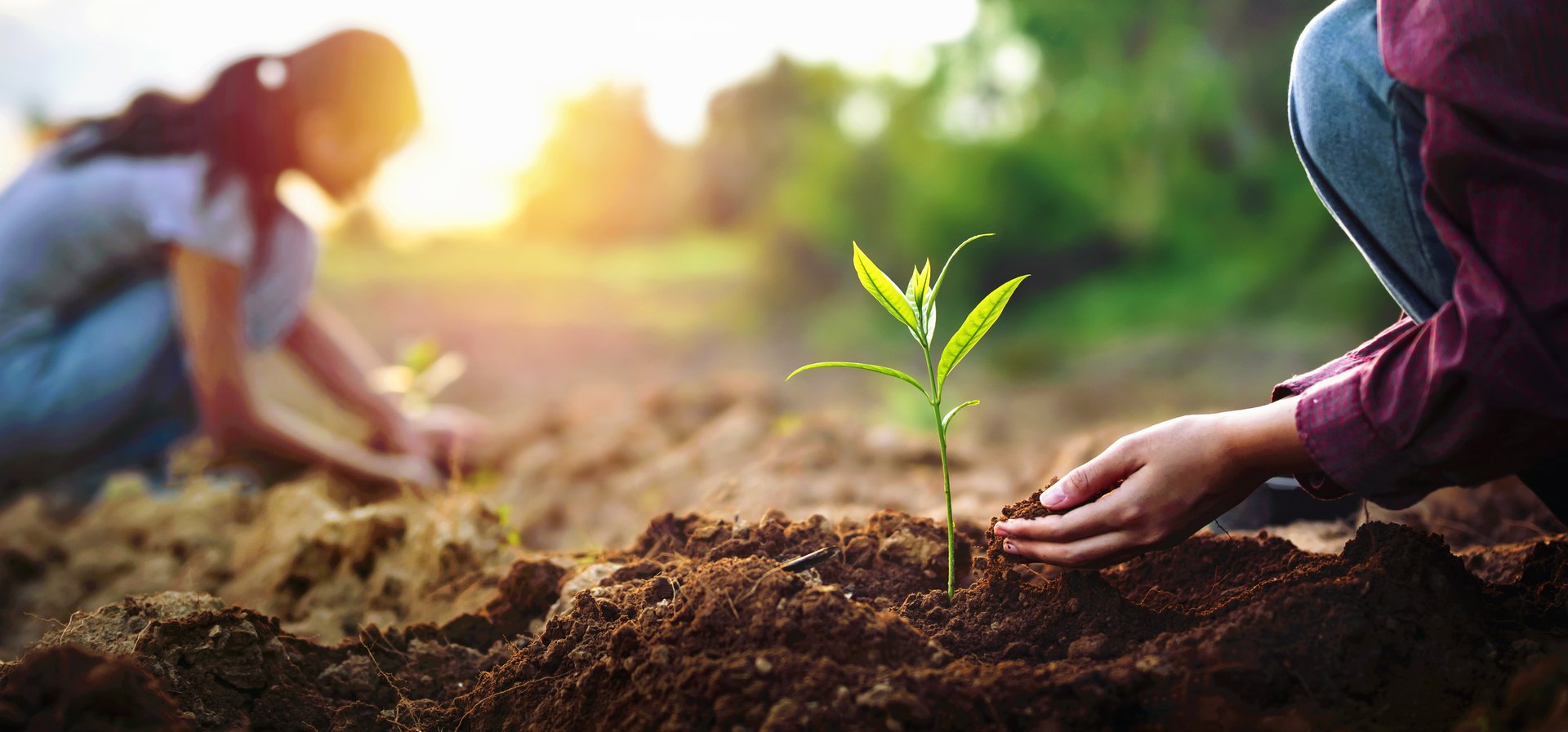 o people are planting a tree in the dirt. The woman is kneeling down and the man is standing up