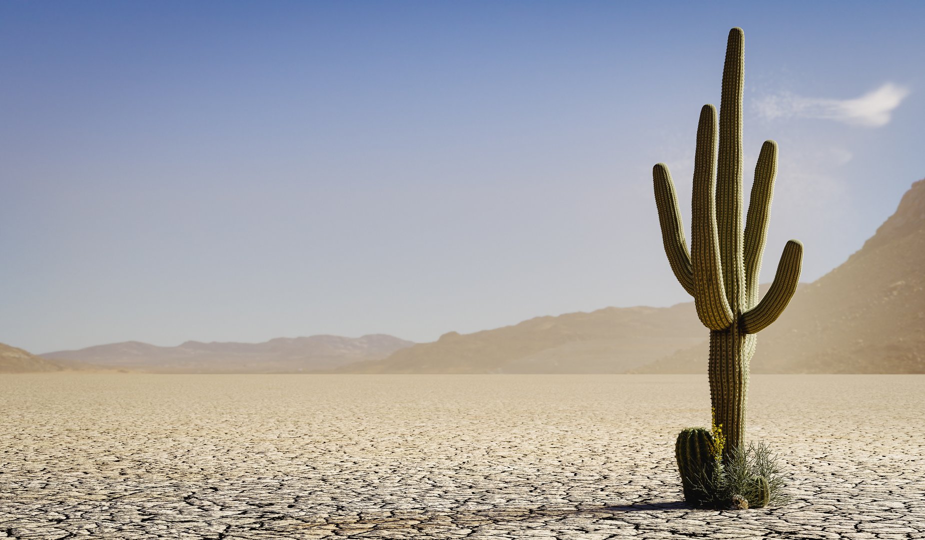 a single large cactus and a few other plants in a dry lake or desert - 3D illustration