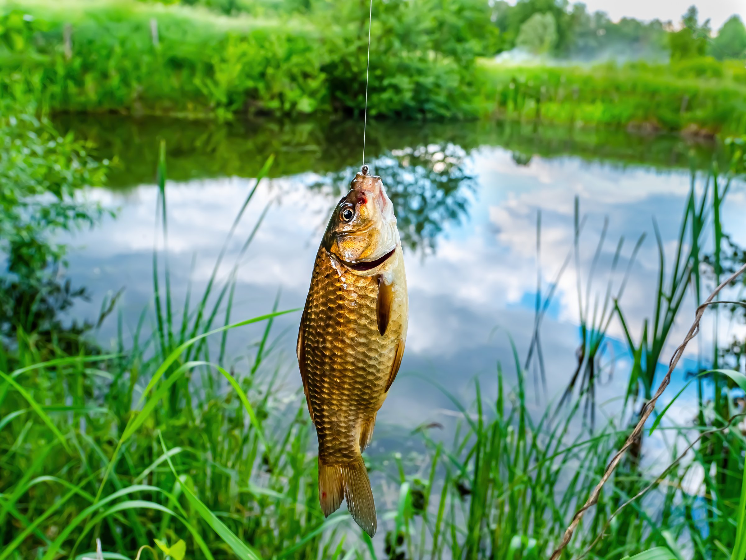 A crucian carp is caught with a fishing rod in a freshwater lake