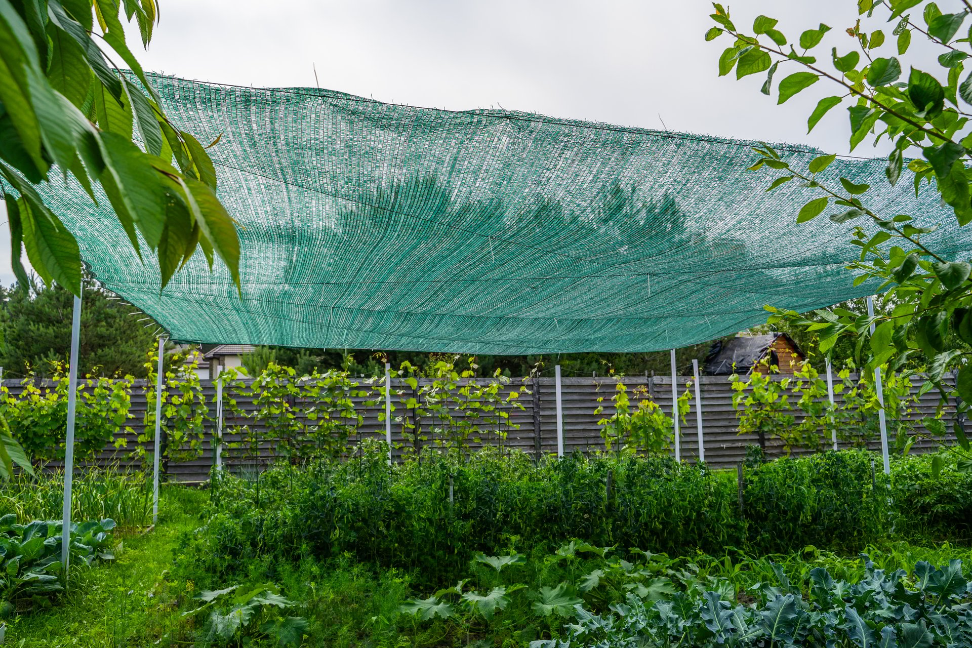 Shading net stretched over the vegetable garden. Protecting vegetable beds from the sun.