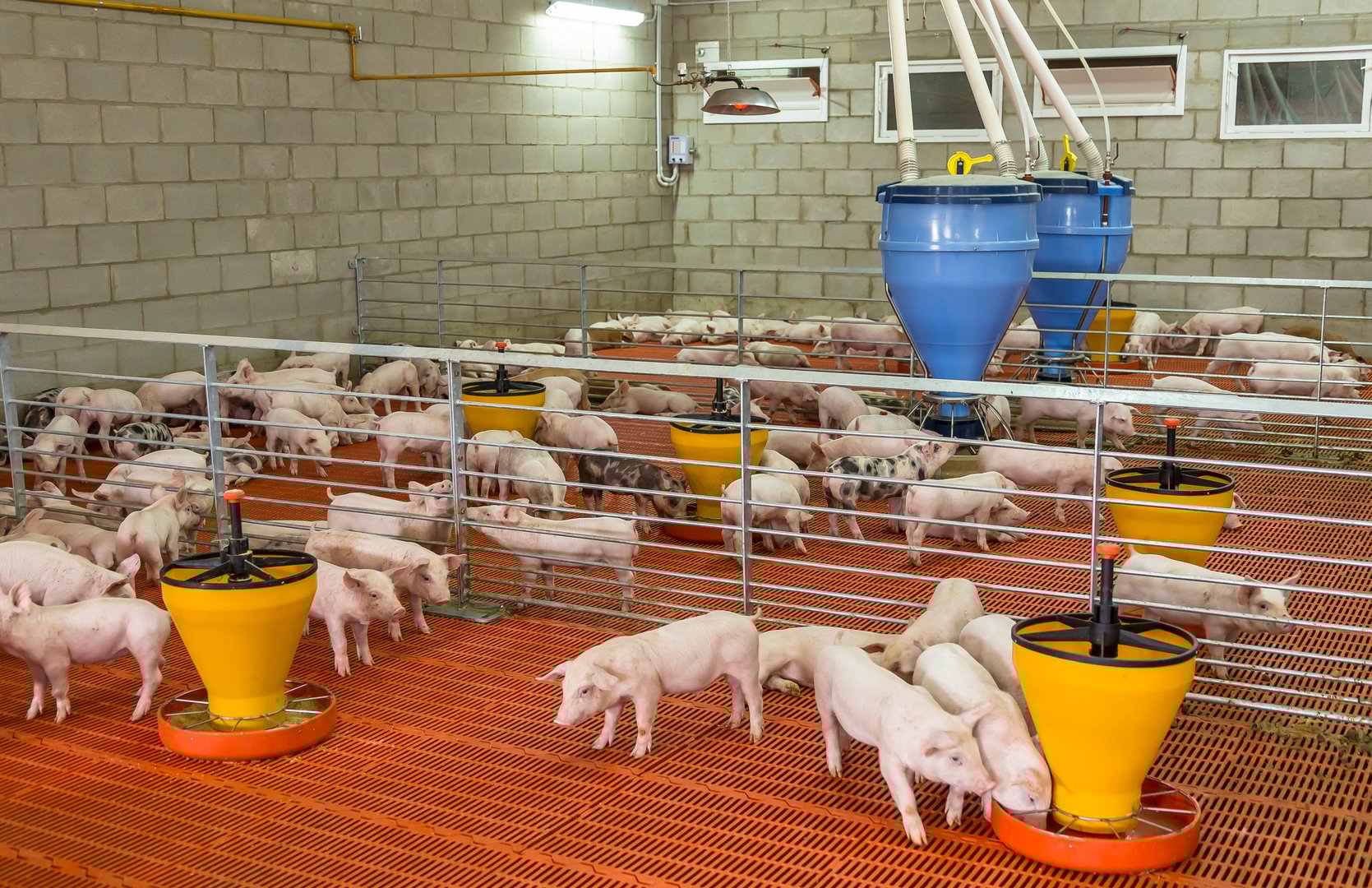 pig pig farm on the farm