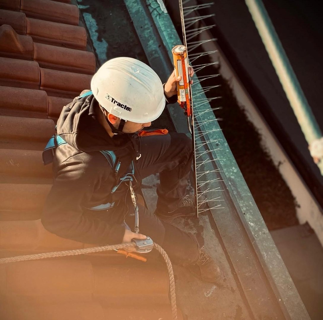 Servizi professionali di allontanamento volatili