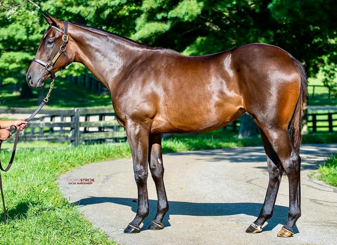 Midnight Glory - 2024 Yearling