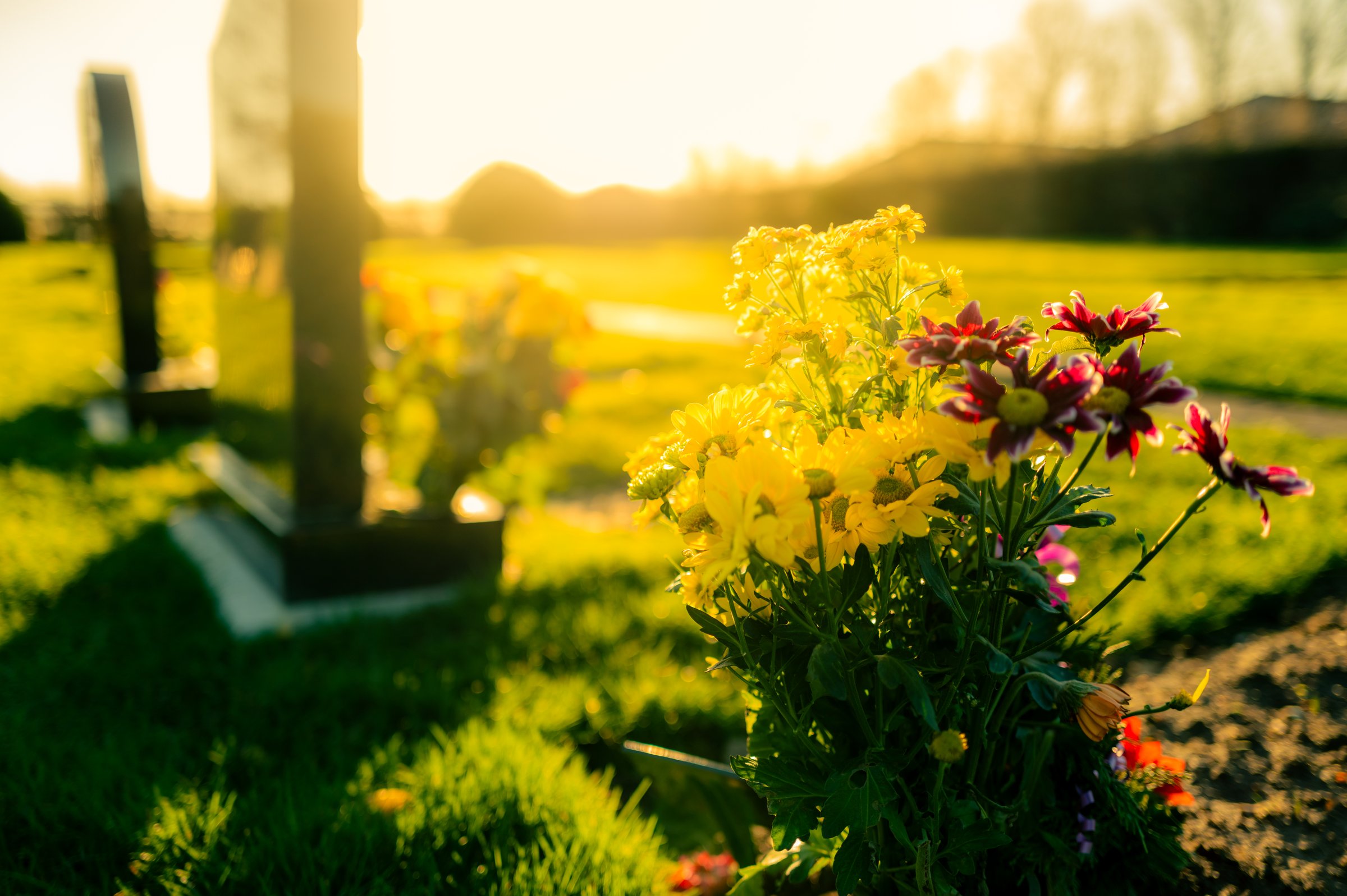 Dusk at a winter's English cemetery seen with in-focus flowers in a burial plot. A number of fresh marble headstones can be seen.