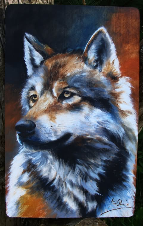 Wilk 14