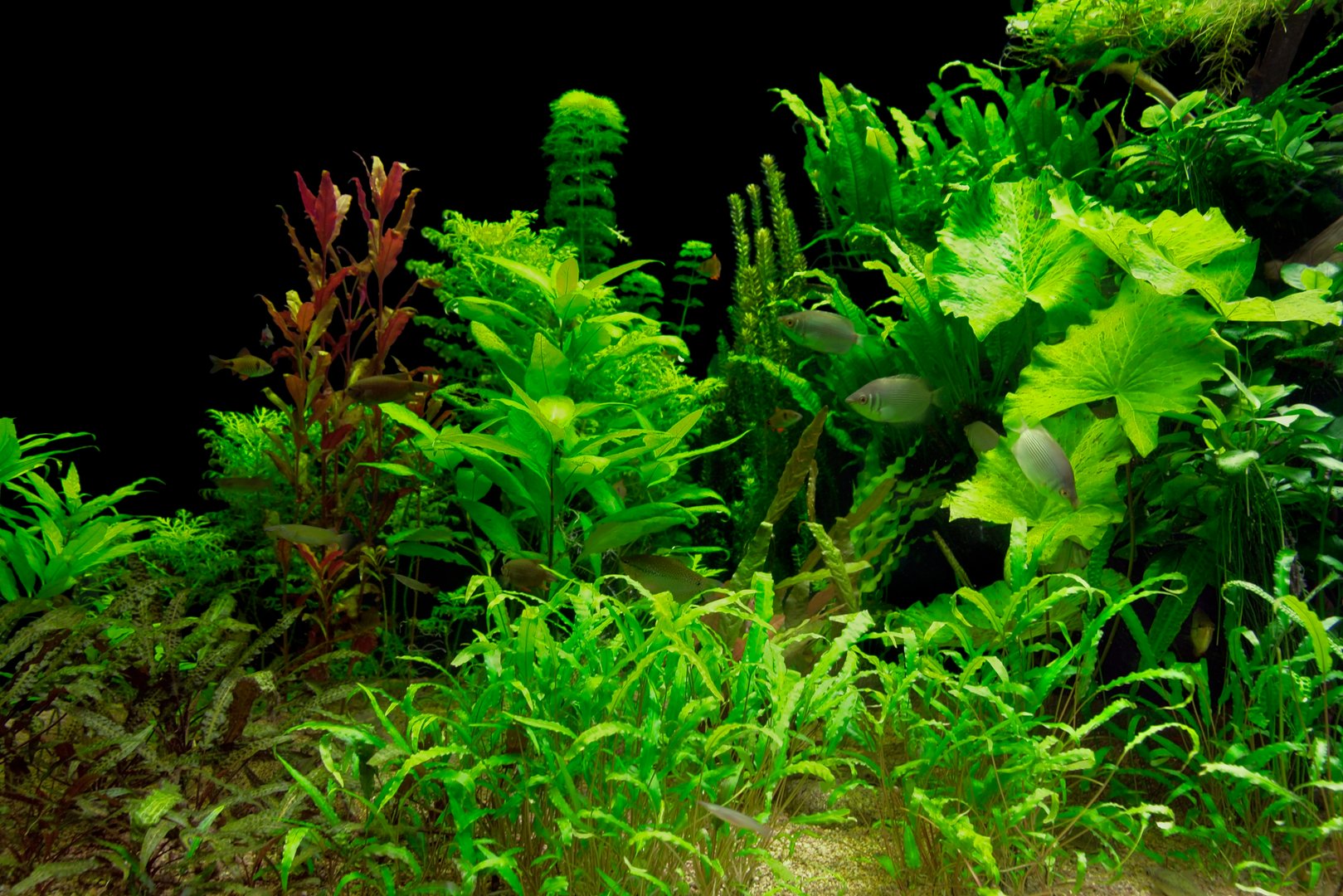 underwater scenery including lots of aquatic plants and some fishes