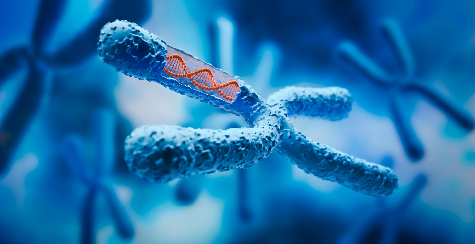 X Chromosome with DNA strand inside with blue background - medical science and biotechnology background - 3d illustration