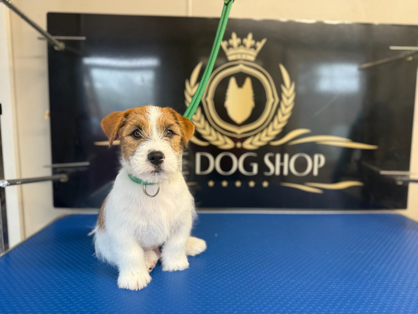 Becky Dykes grooming at The Dog Shop Ashbourne