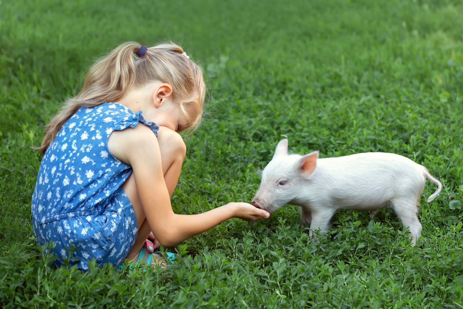 Girl feeding piglet