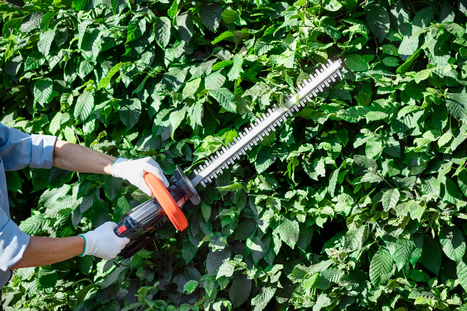 Hedge Trimming with Cordless Trimmer. Worker Cutting Hedge Hornbeam Bushes. Tree Maintenance Pruning.