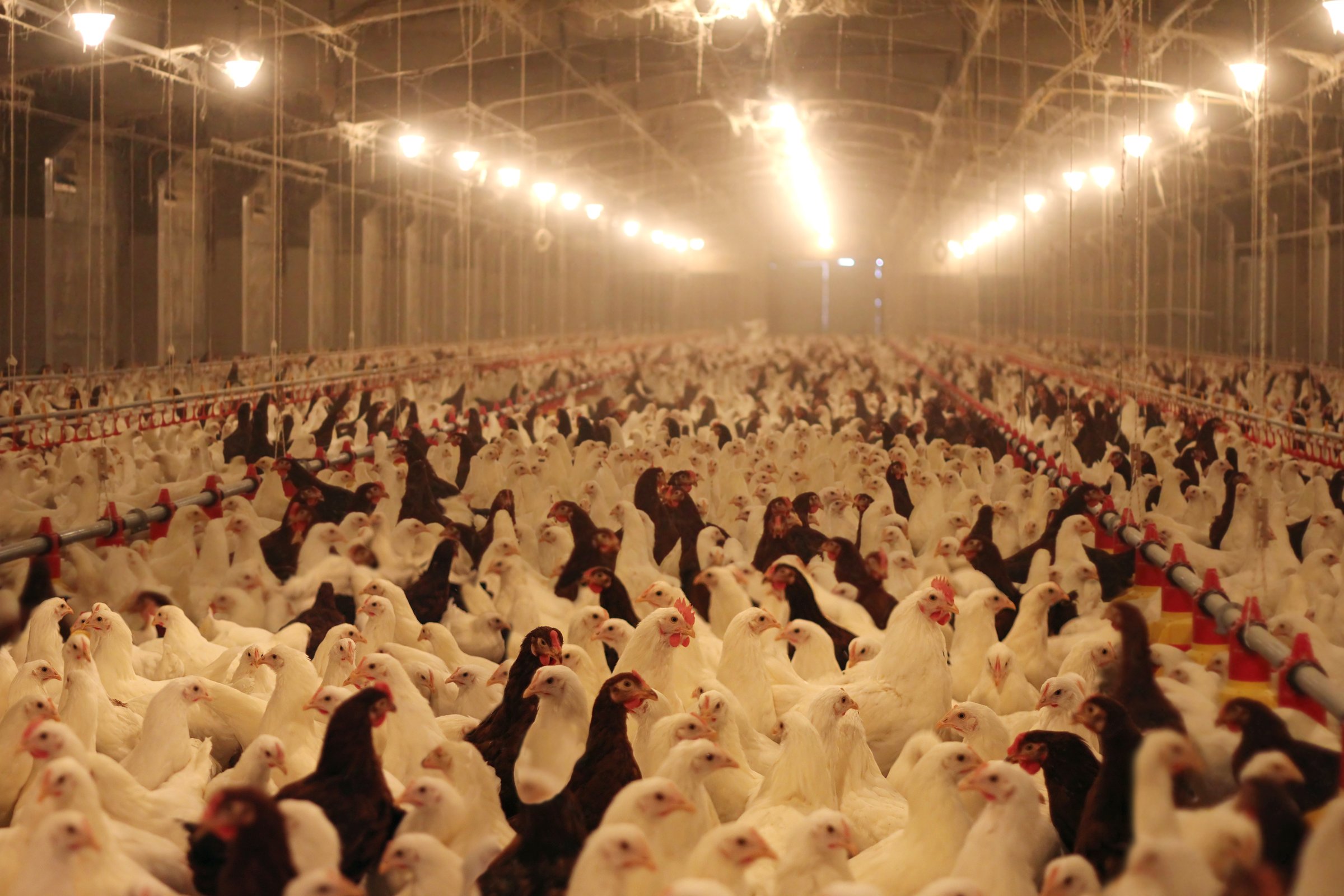 Chicken farm, eggs and poultry production