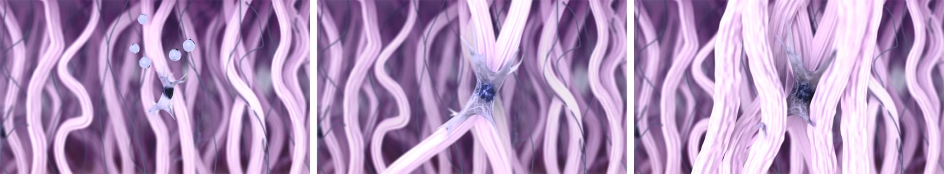 Fibroblast activated by hyaluronic acid produce new collagen fiber. Skin regeneration process. Effect after anti-aging wrinkle smoothing treatment, skin boosters injection, Biorevitalization, Platelet-rich plasma therapy, etc. 3d rendered step-by-step illustration