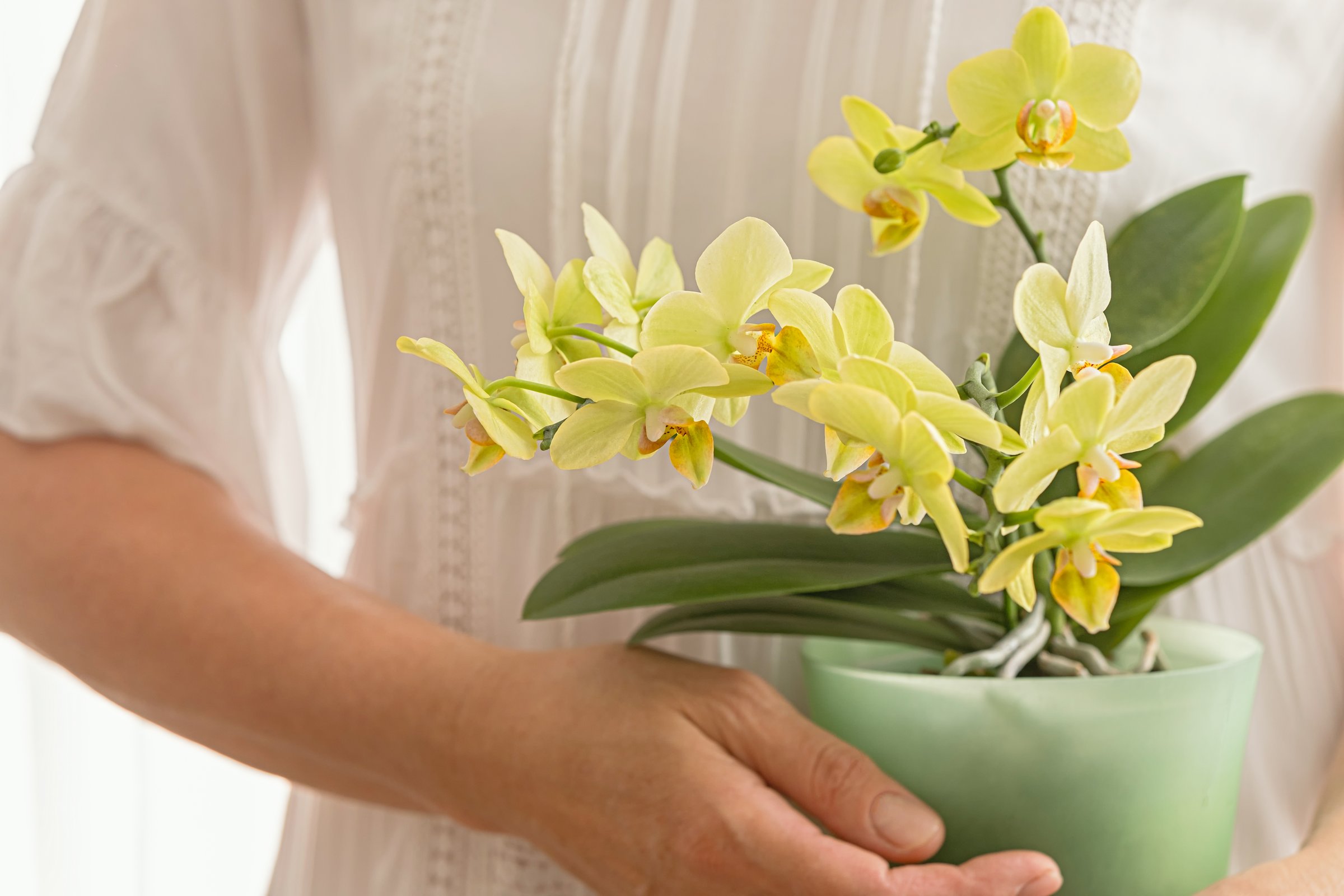 Delicate yellow mini orchid held gently, showcasing vibrant petals and fresh green leaves. Stylish trending flower for modern home and interior decor lovers.