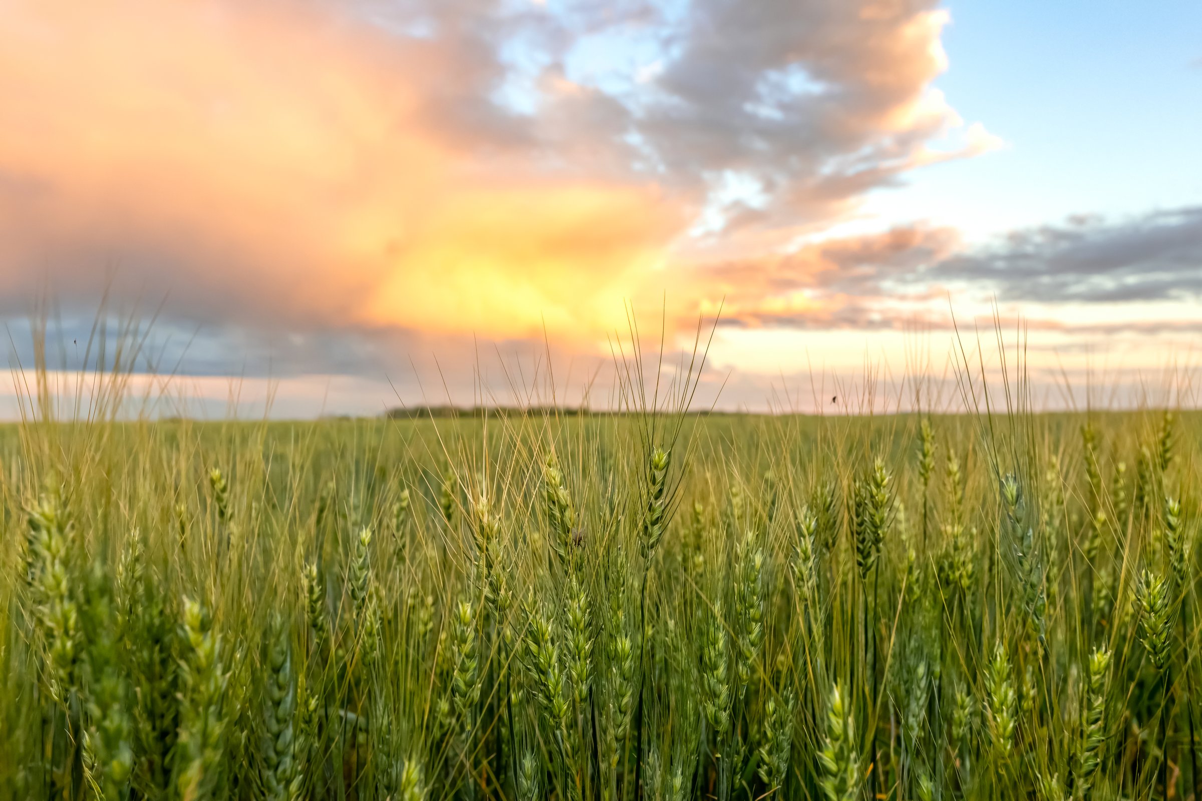 Rural scene in the agricultural field with green wheat field, ripening heads and beautiful cloudy sky in sunset orange and purple light.