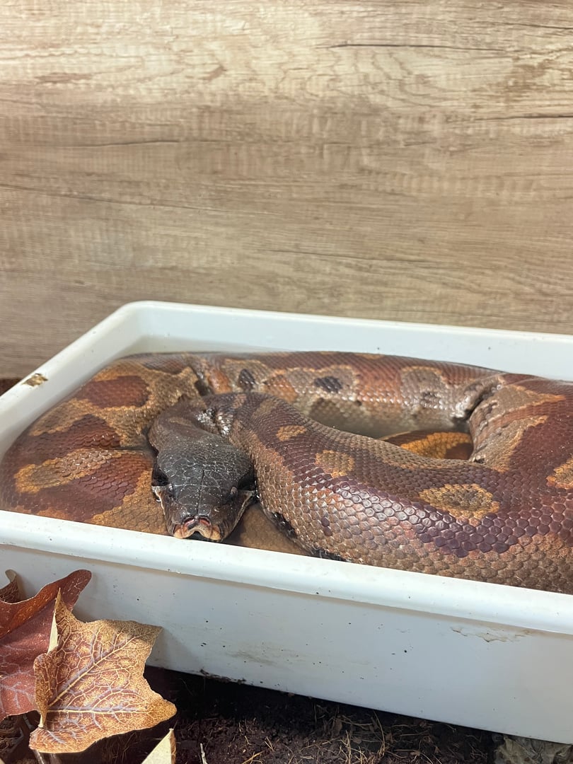 Egzo Pula zoološki vrt