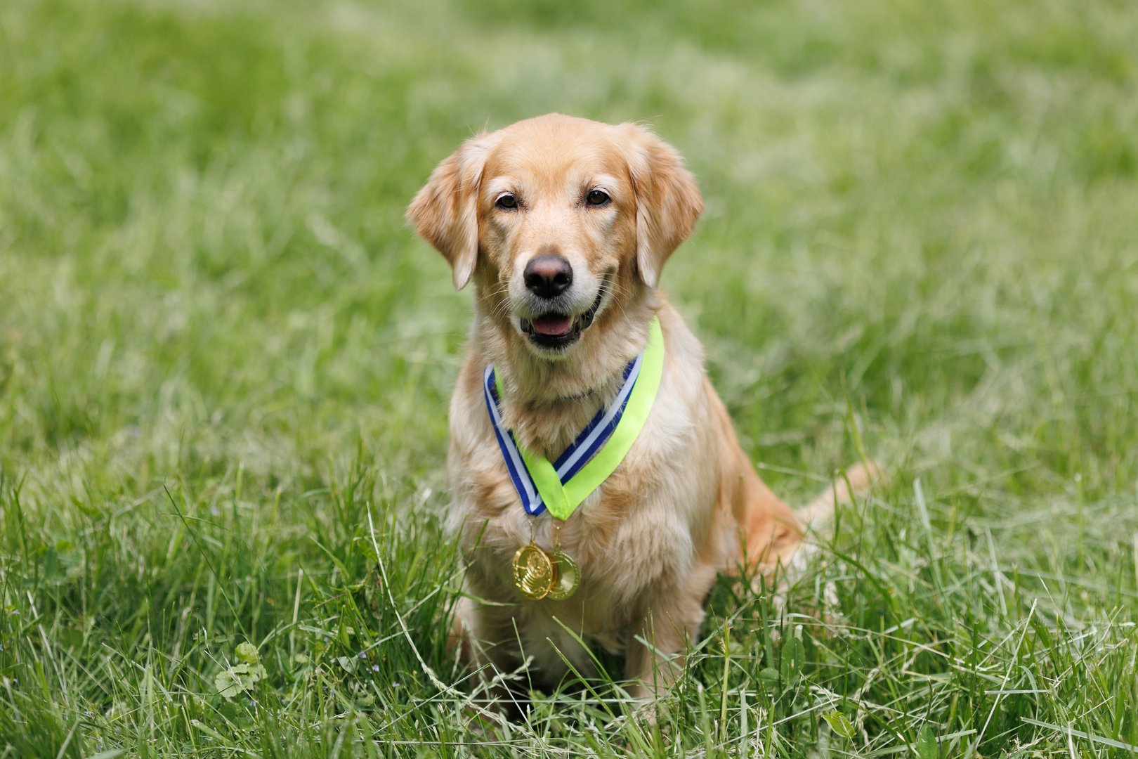 Haley - Yellow Labrador