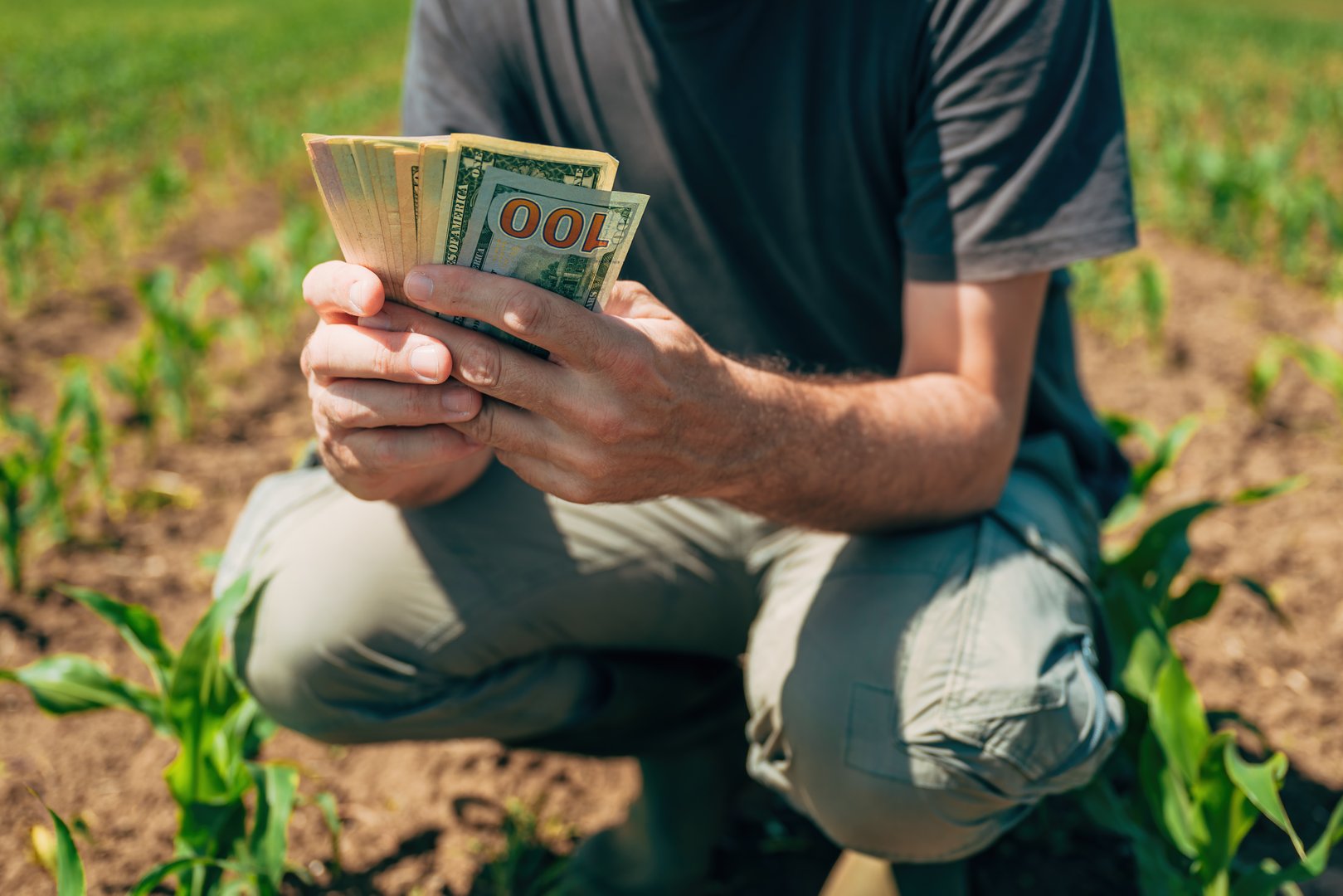 Closeup of farm worker hands with american dollars in corn field, making profit in agricultural production