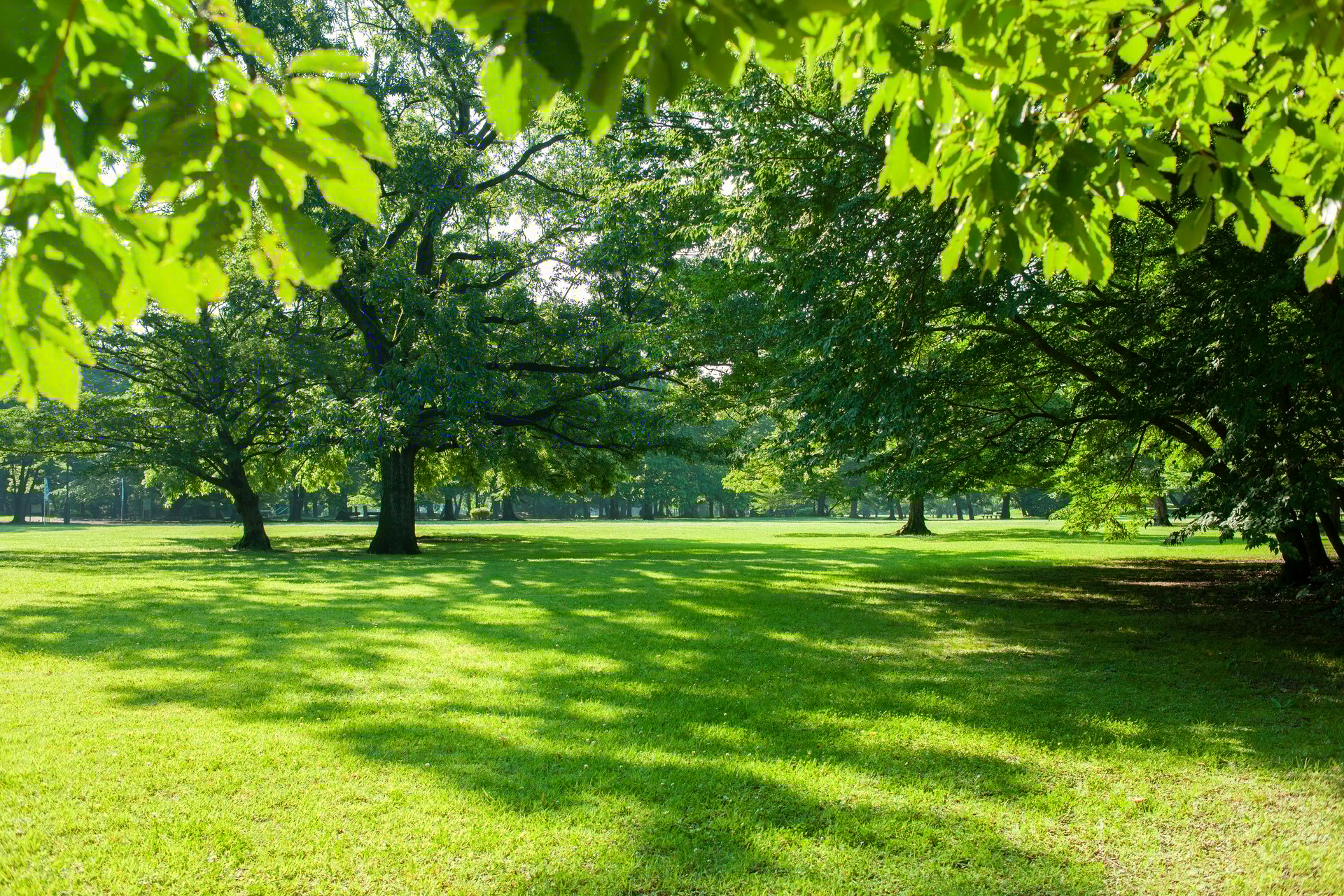 Green park with lush trees and grass, peaceful nature background
