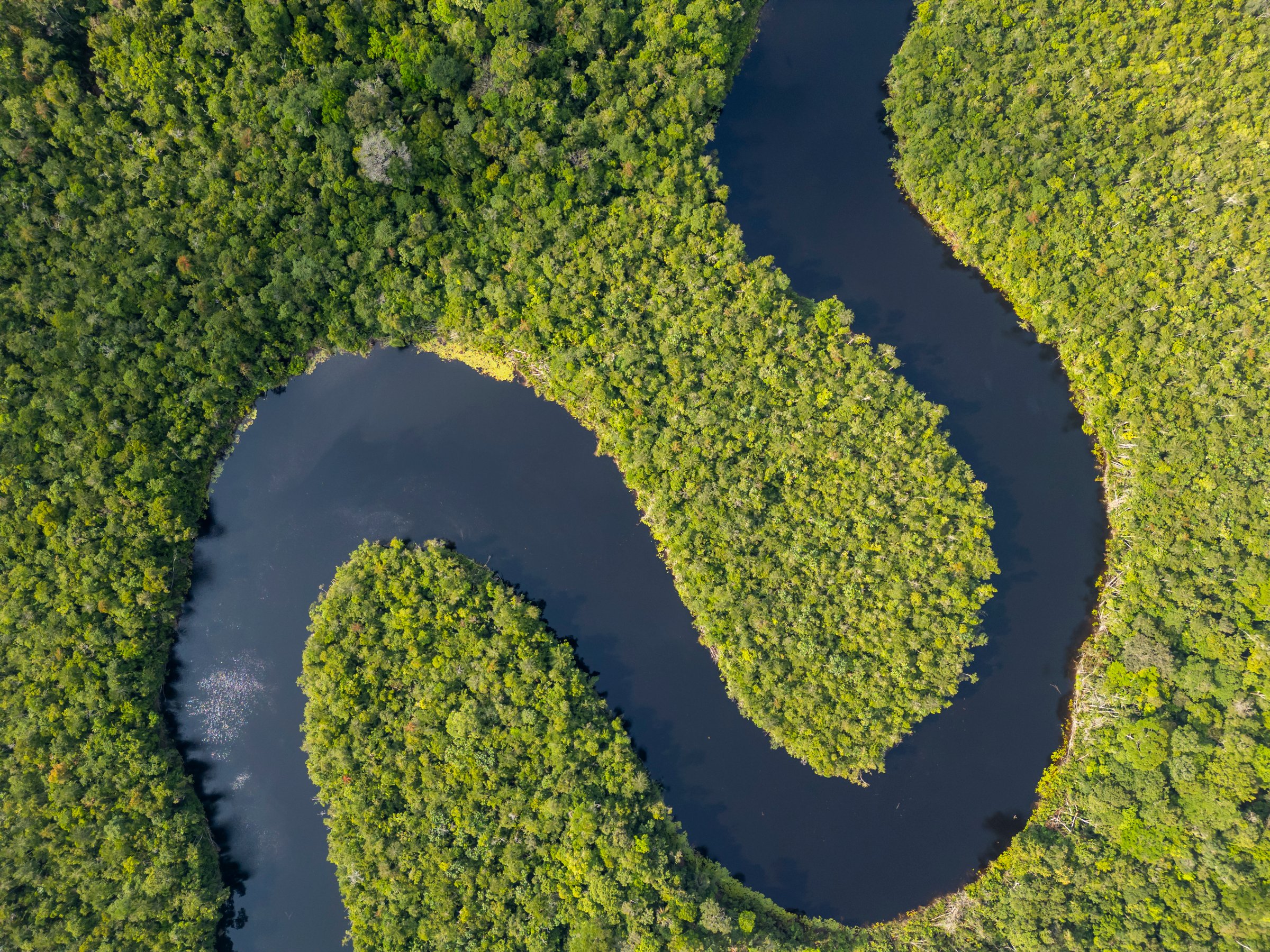 Perpendicular aerial view of a serene amazonian river cutting through untouched rainforest canopy