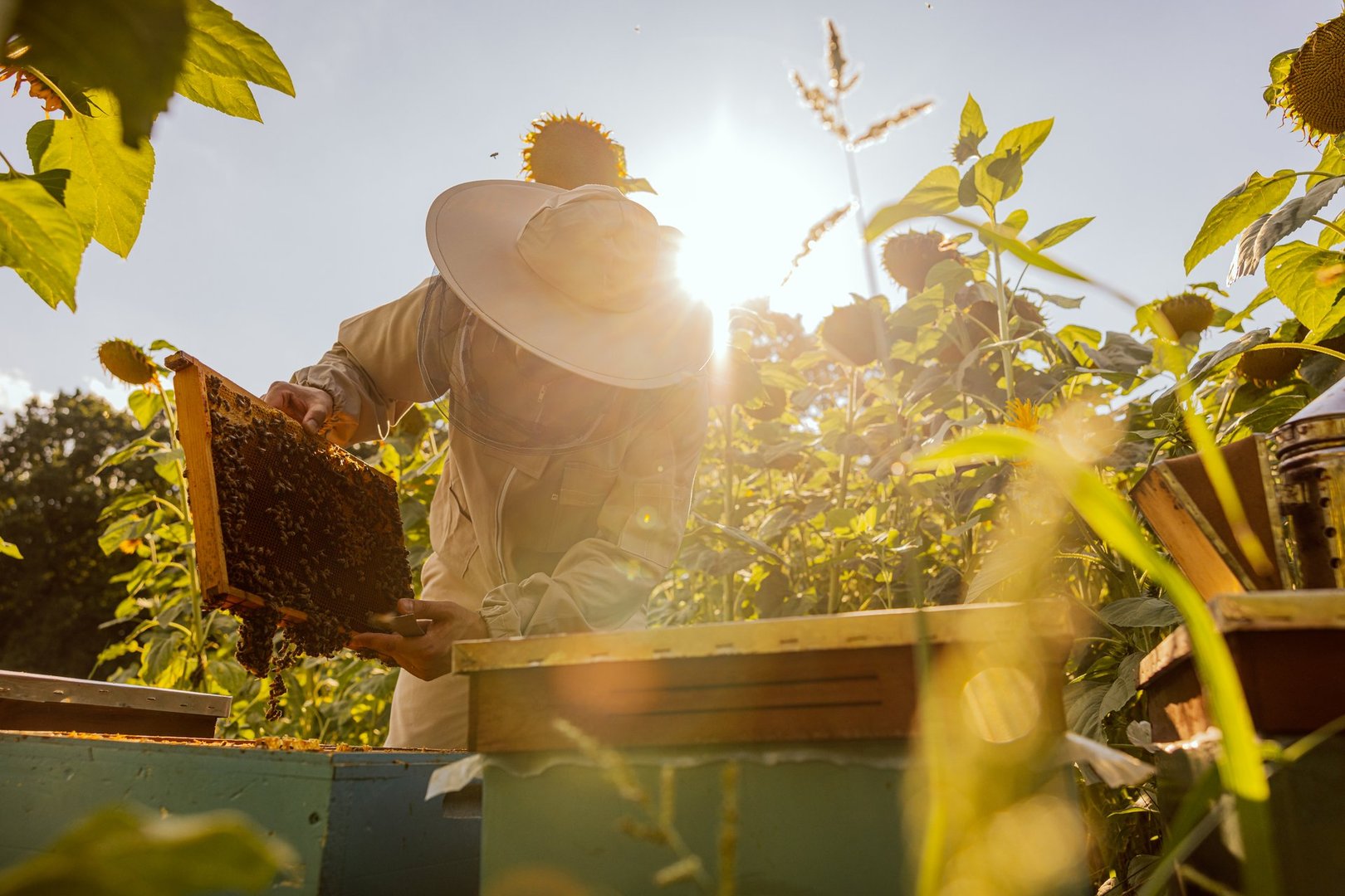 Worker in beekeeper suit taking frame full of bees and honeycomb from beehive