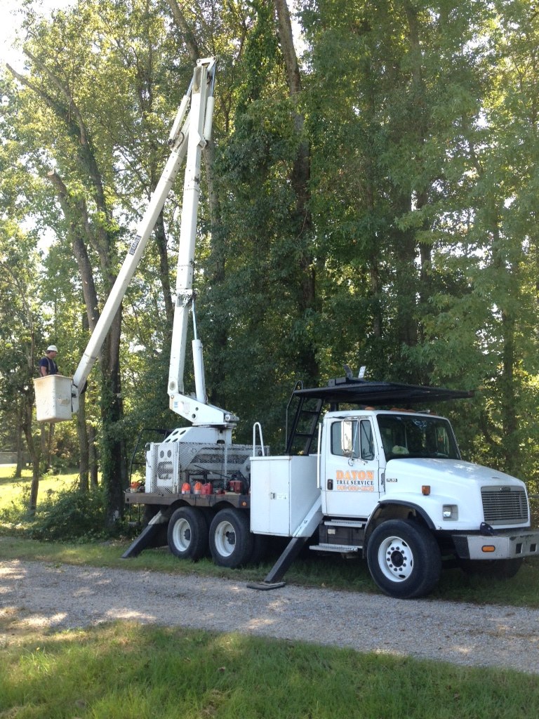 Professional tree service work