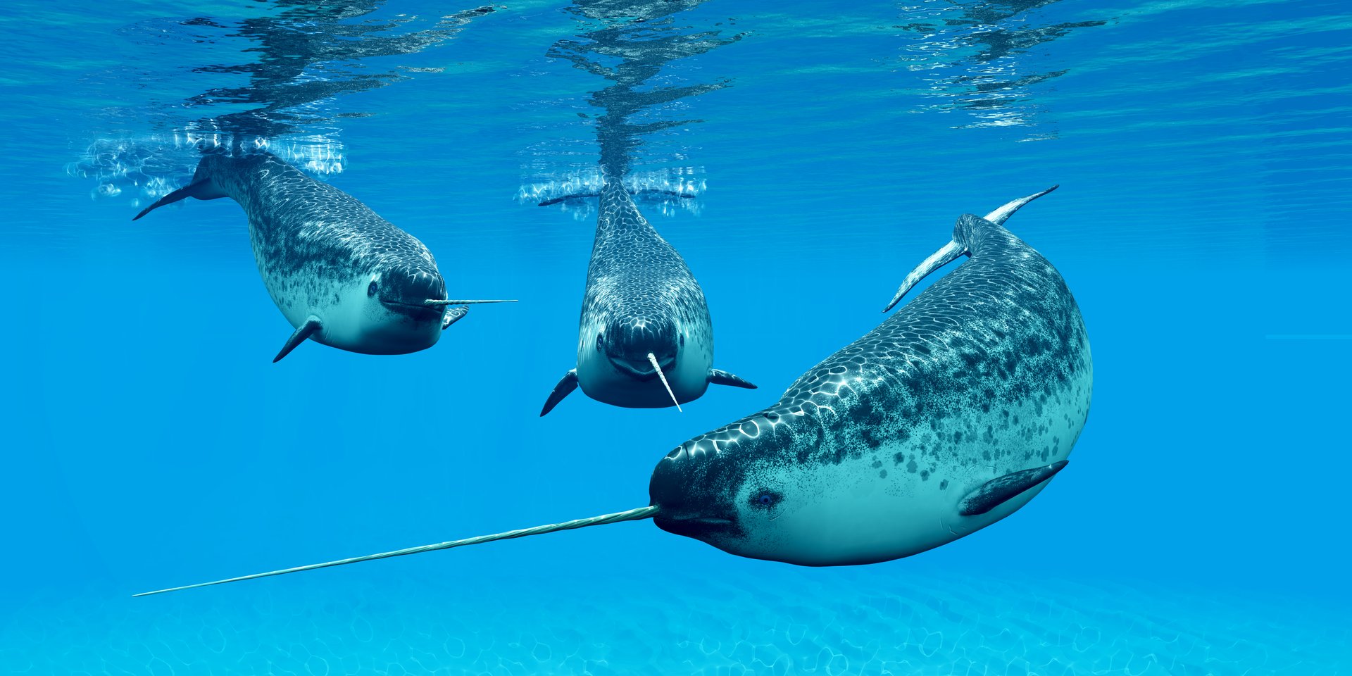 Narwhal whales live in social groups called pods and live in the Arctic ocean and males have a tusk.