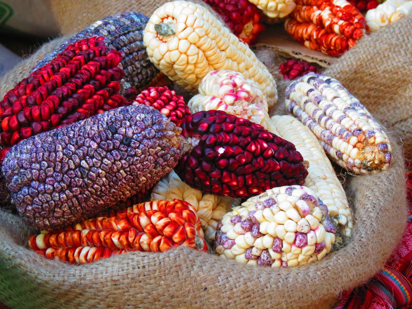 Colored indian corn in sack cloth.