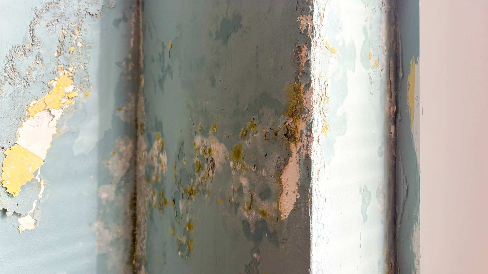 A close-up photograph of mold on the walls of a residential apartment. The image shows various stages of mold infestation with dark green, black, and gray spots spreading across damp surfaces. The close-up shot highlights the structure and severity of the mold, highlighting the potential health hazards and property damage caused by excess moisture and poor ventilation.