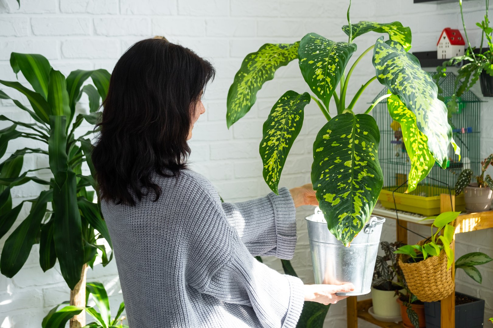Repotting and caring home plant dieffenbachia Cheetah into new pot in home interior. Woman breeds and grows plants as a hobby, holds Varietal diffenbachia with large spotted leaves, large size