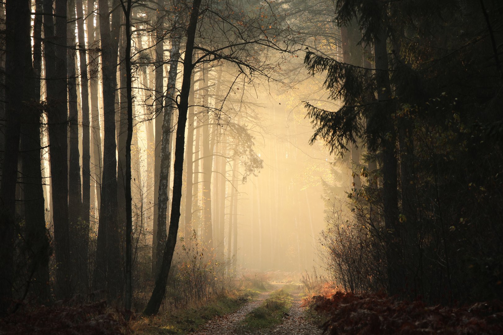 Sunlight streaming through a misty forest path