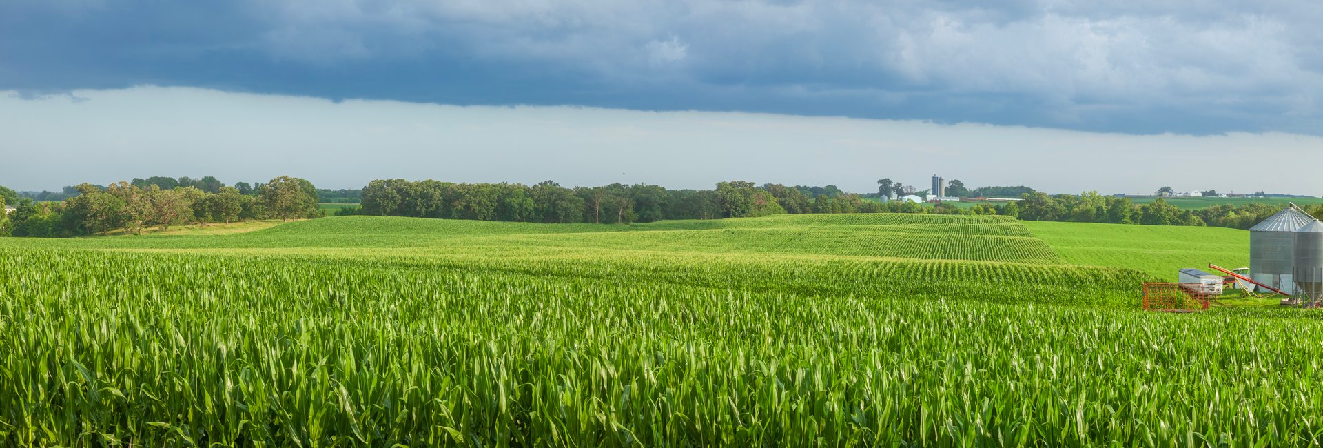 Panorama of field of corn and a farm with rainy clouds