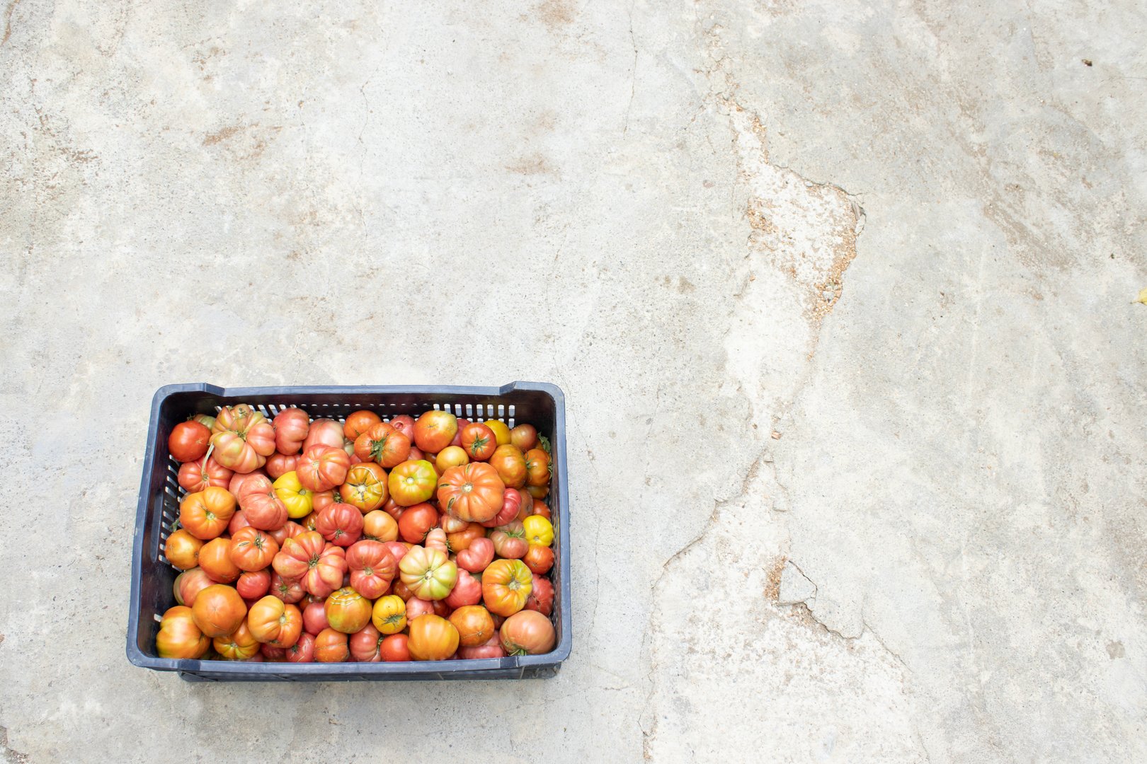 Plastic crate filled with assorted heirloom tomatoes on a wide concrete surface. Useful for farm market, storage, and organic harvest concepts.