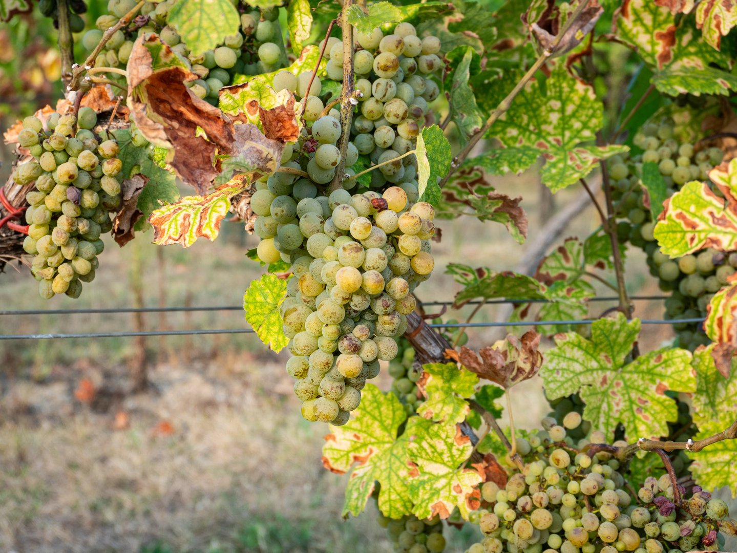 White Wine grapes in the vineyards. Natural plants in the harvesting season.