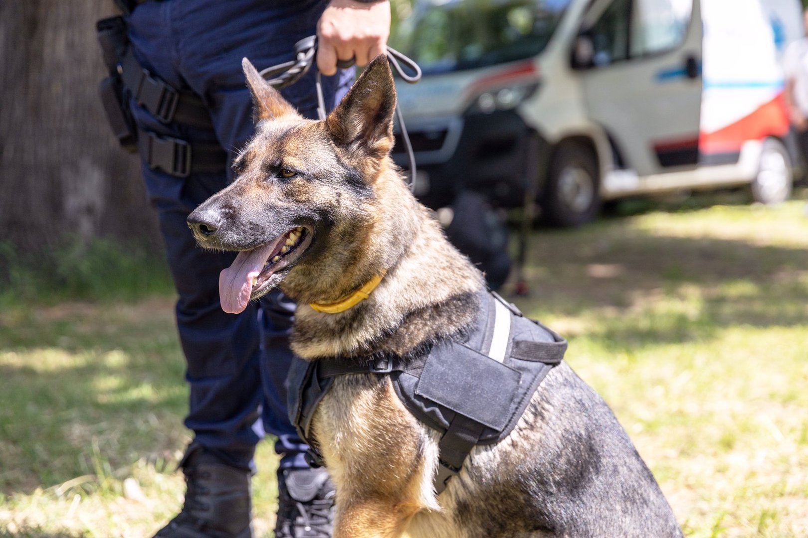 Police officer in uniform on duty with a K9 canine German shepherd police dog